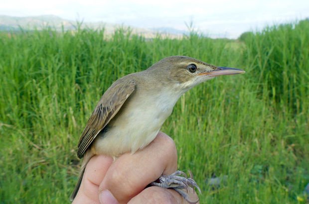 Türkiye'nin en yeni kuş türü Iğdır'da kayıt altına alındı