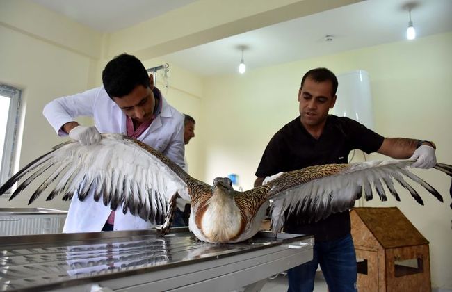 Mus Ta Nesli Tukenmekte Olan Toy Kusu Goruldu Toy Kusu Ozellikleri