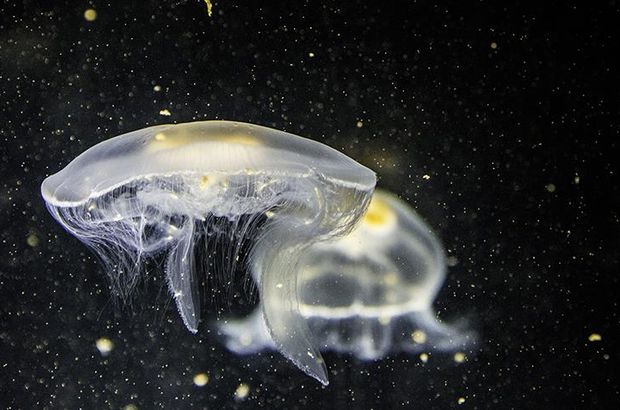 Okyanus dibinde yeni canlı türleri bulundu