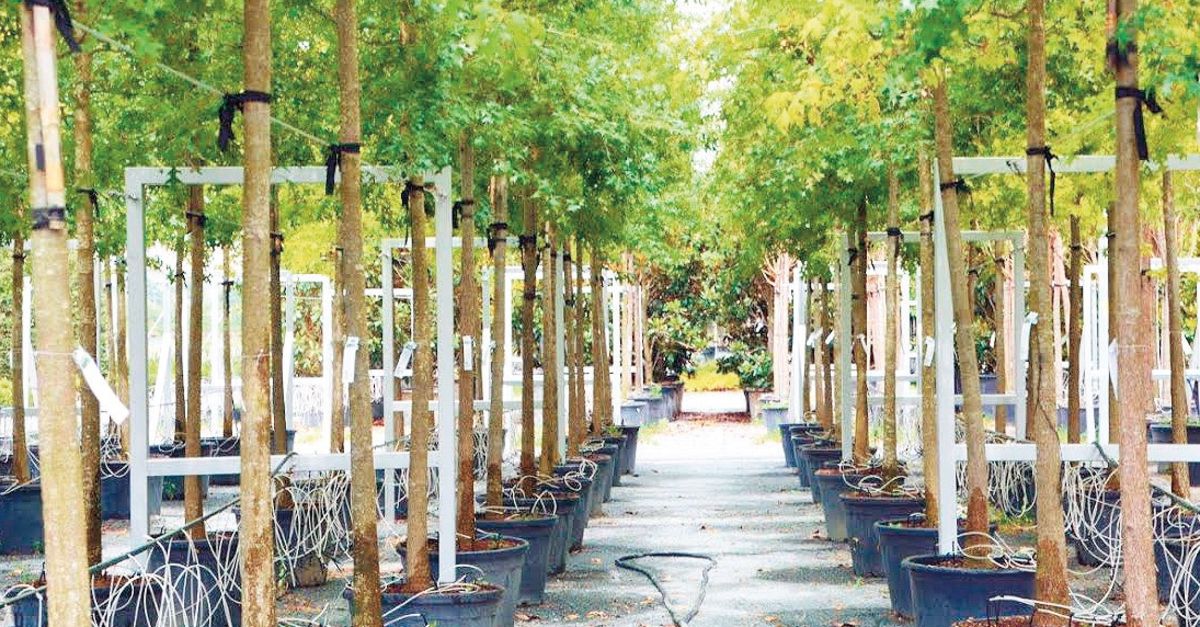 Istanbul Da 15 Yilda 21 Milyon Fidan Toprakla Bulustu Gundem Haberleri
