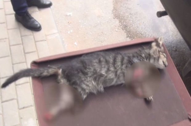 Bursa'da 4 ayağı kesilmiş yavru kedi ölü bulundu