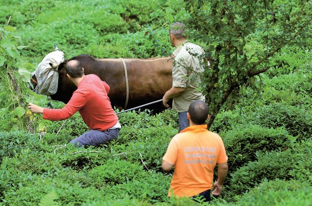 Yasaya aykırı kurban kesimine verilen cezalar artırıldı