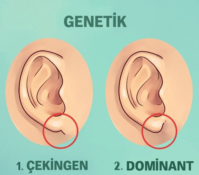 Kulaktaki hangi bölge ne işe yarıyor? - Sağlık Haberleri