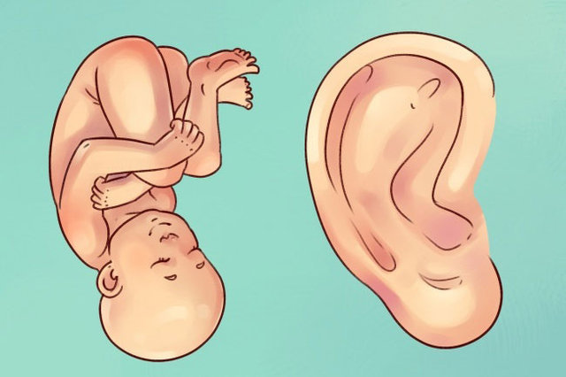 Kulaktaki hangi bölge ne işe yarıyor? - Sağlık Haberleri