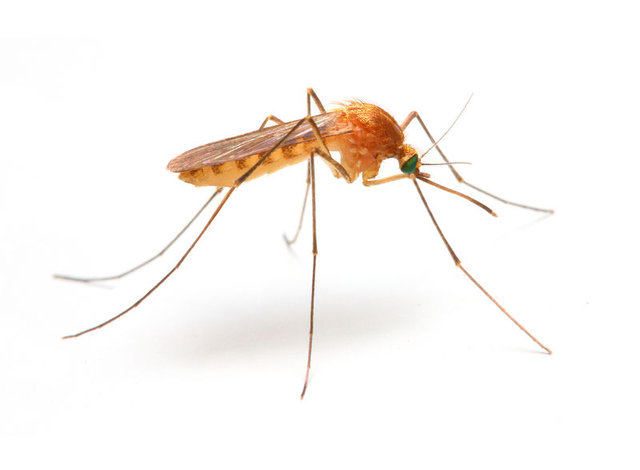 Sivrisinek en çok kimleri ısırıyor?