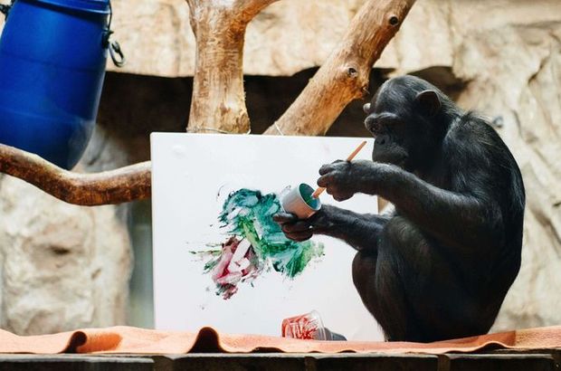 Şempanze ressam oldu, eserleri açık arttırmaya çıkacak
