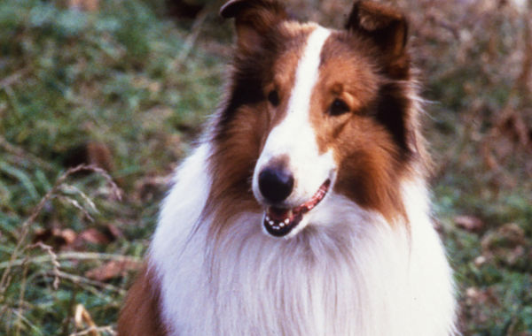 Lassie Cinsi Kopek Evcil Hayvan Blog