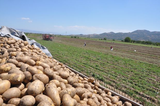 Son Dakika: Patates fiyatı Suriye'den yapılan ithalatla düştü