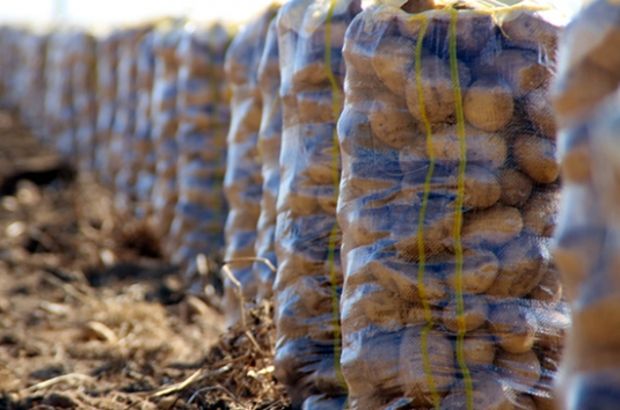 Patateste üretici fiyatı düşüşe geçti