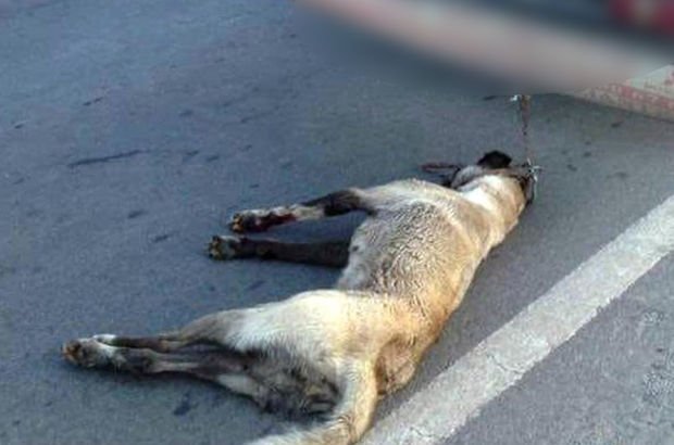 Son dakika: Köpeğe işkence etti! Gözaltına alındı