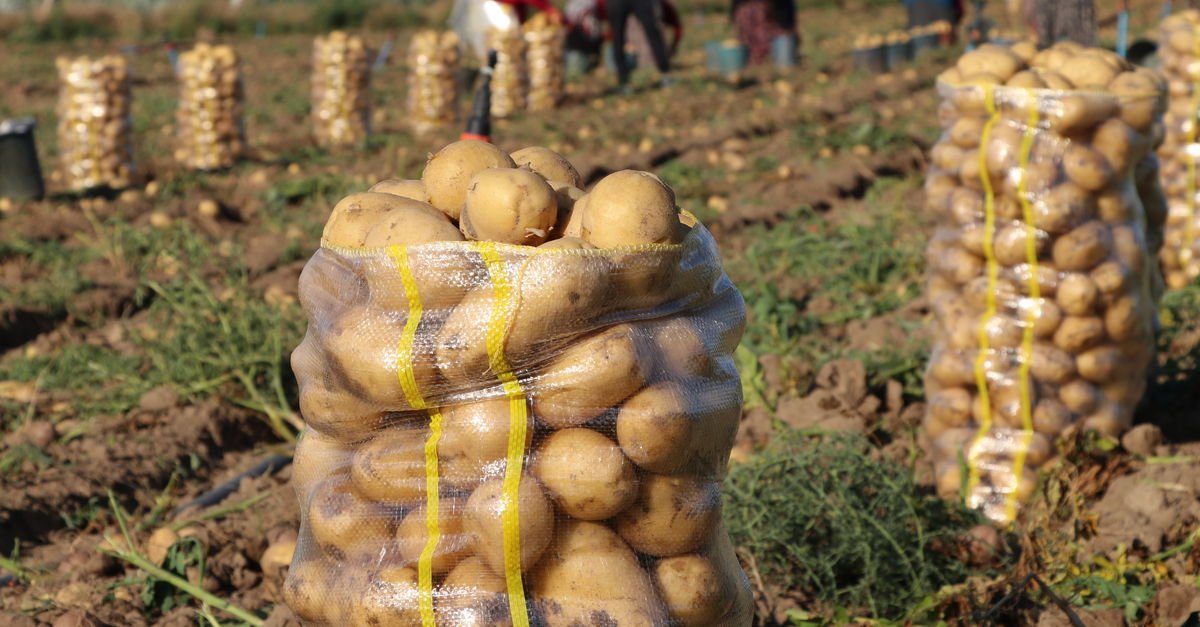dort yuzlu sekil gicirti taht nigde patates hal fiyatlari gozdendergi com