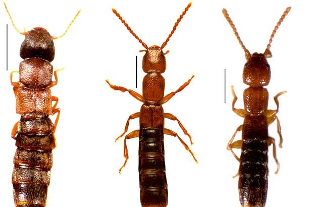 Anadolu'da 20 yeni böcek türü keşfedildi