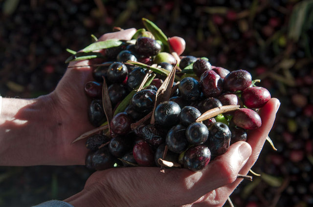 Zeytin çekirdeği yemenin faydaları!