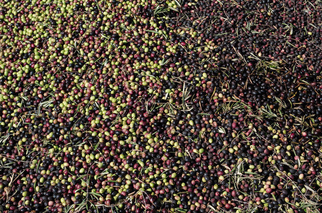 Zeytin çekirdeği yemenin faydaları!