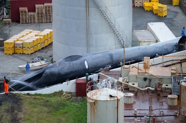 İzlanda'ya soyları tükenen mavi balina avı suçlaması
