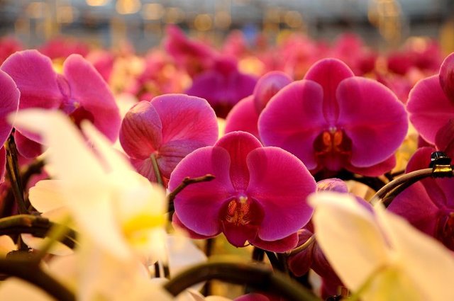 Orkide çiçeğine nasıl bakılır? İşte orkide bakımında dikkat edilmesi gerekenler