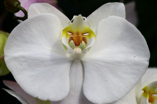 Orkide çiçeğine nasıl bakılır? İşte orkide bakımında dikkat edilmesi gerekenler