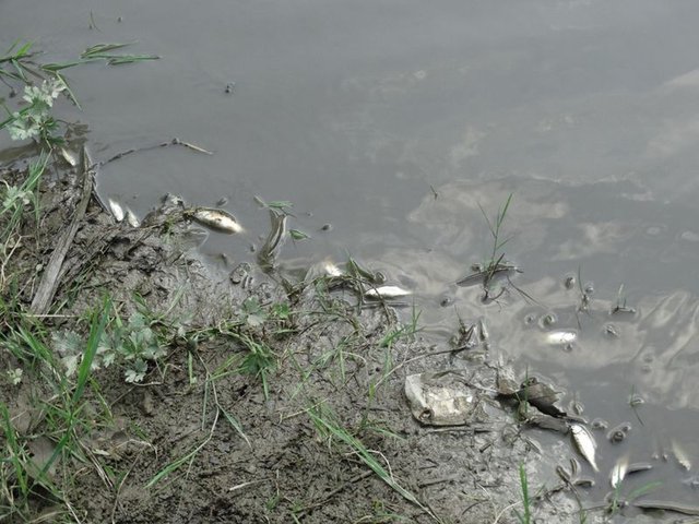 Domaniç'te toplu balık ölümleri