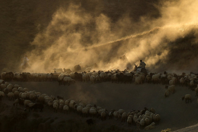 Koyunların Nemrut Dağı'na tozlu yolculuğu