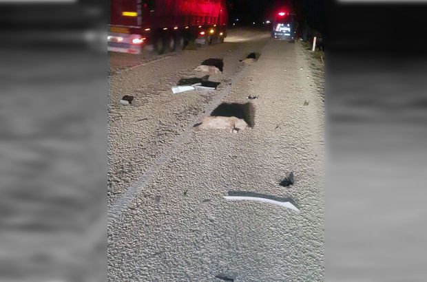 Antalya Elmalı'da yola çıkan 13 domuz öldü