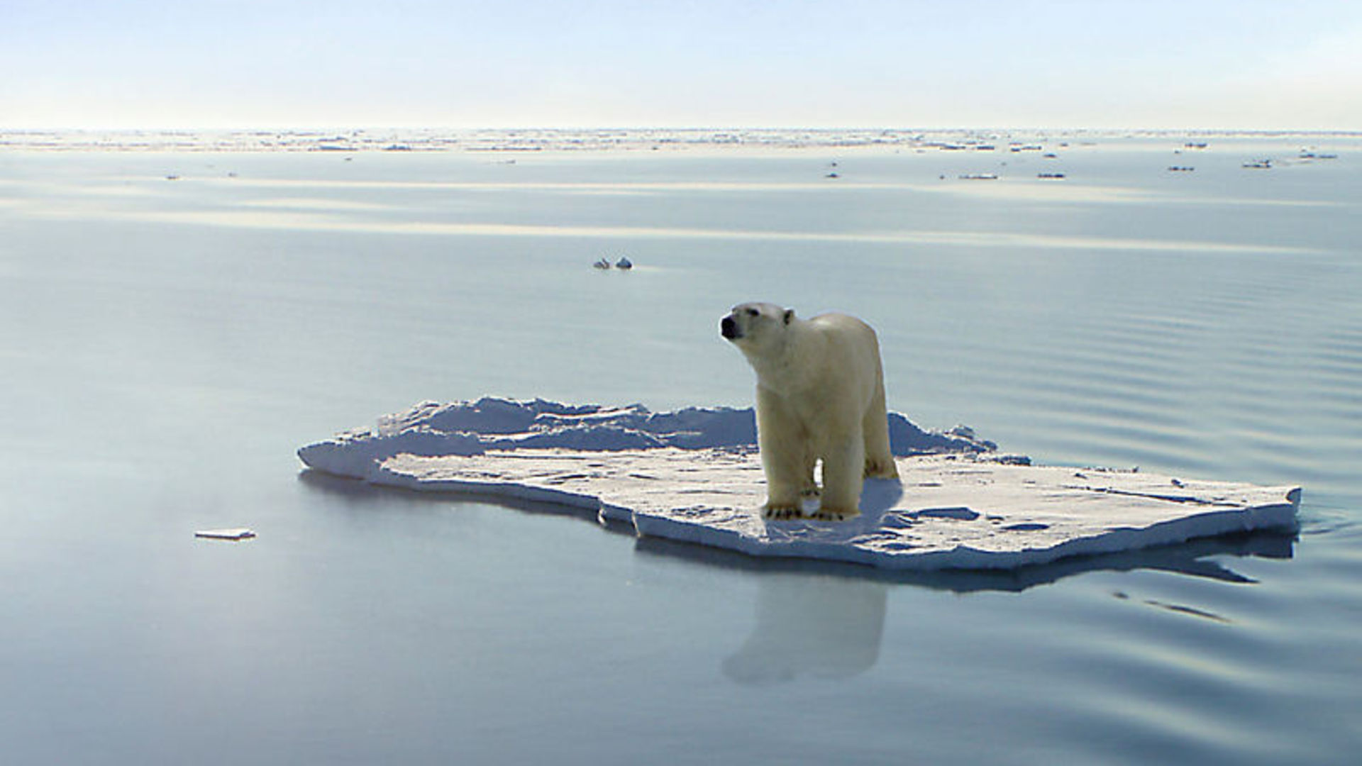 медведь на льдине фото