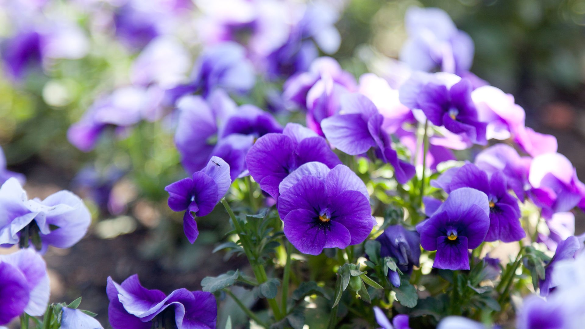 Menekşe bakımı nasıl olur? Menekşe bitkisi bakımında