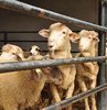 Kurban Bayramı tatili ile ilgili son dakik gelişmesi yaşandı! Kurban Bayramı tatilinin 9 gün olup, olmayacağı merak konusuydu. Cumhurbaşkanlığı Sözcüsü İbrahim Kalın konuyla ilgili noktayı koydu. İşte Kurban Bayramı tatili için yapılan o açıklama...