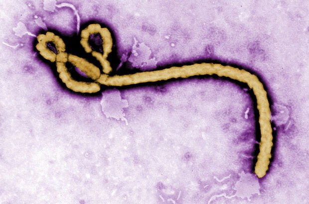 Yeni bir tür Ebola virüsüne rastlandı