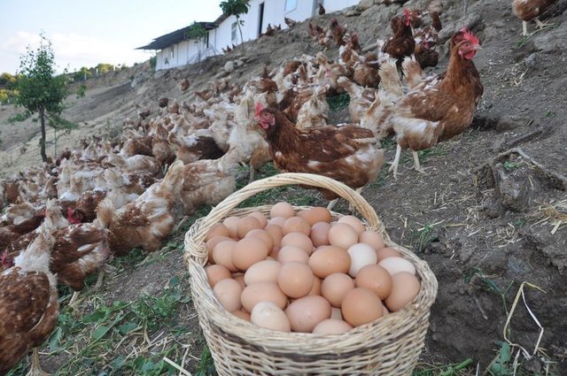 Yumurta kabuğunu çöpe atmak yerine yemeye ne dersiniz?