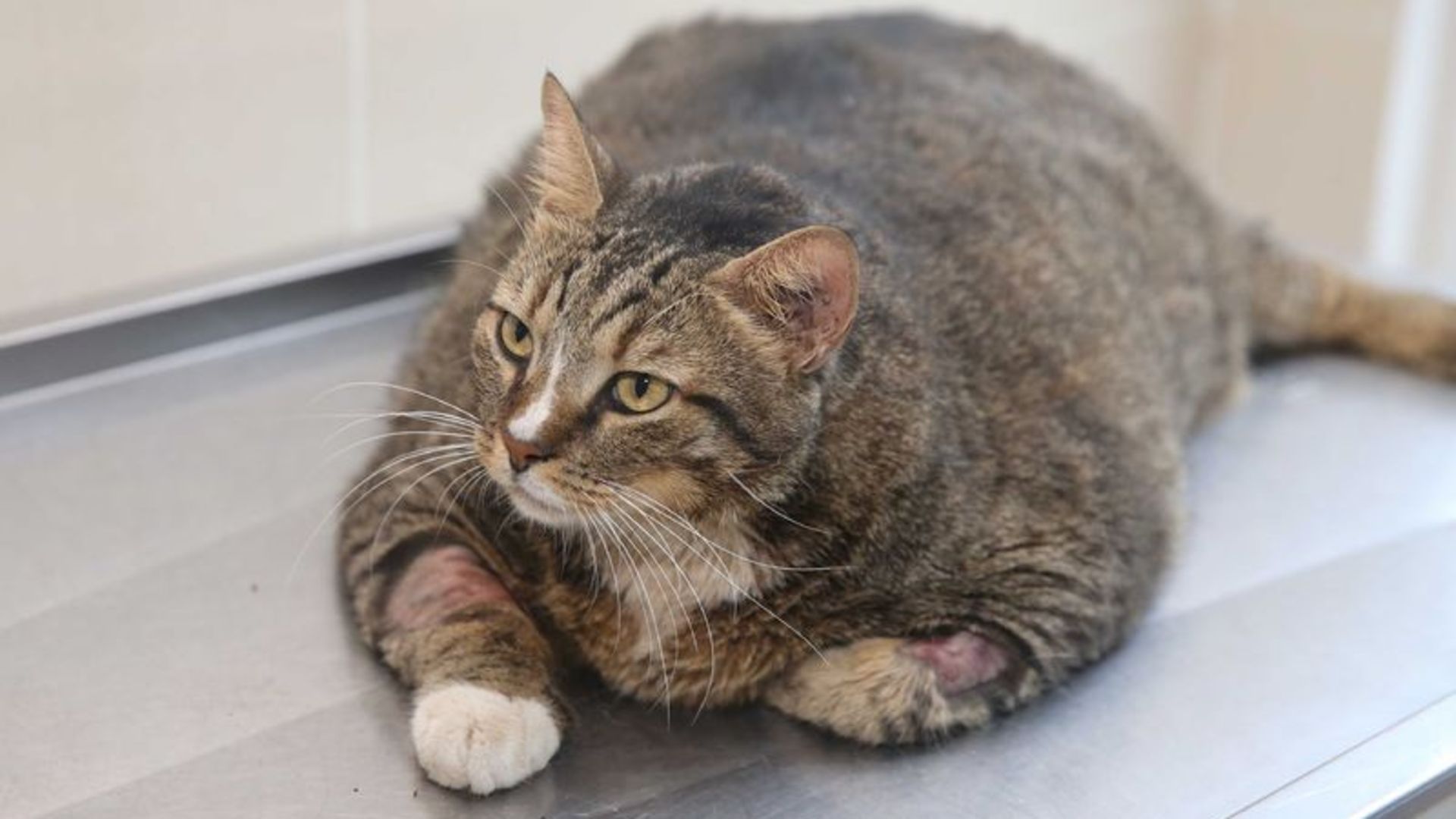 19 kiloluk kedi veteriner gözetiminde zayıflayacak