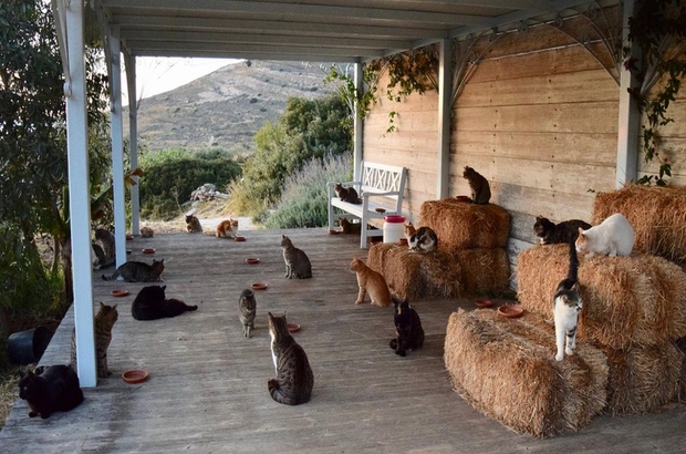 Siros adasında kedi bakıcılığı ilanına 200 başvuru