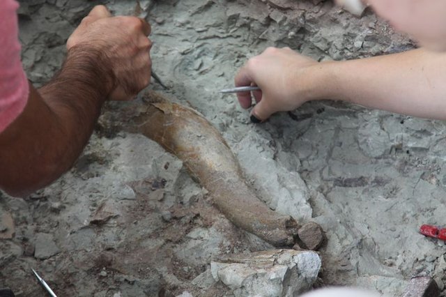 "Omurgalı Fosil Lokalitesi"nden bu yıl 140 fosil çıktı ...