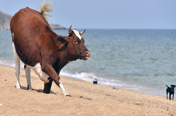 İsveç'te inekler çıplaklar plajına girebilecek: 'İnsanlar kadar ineklerin de hakkı'