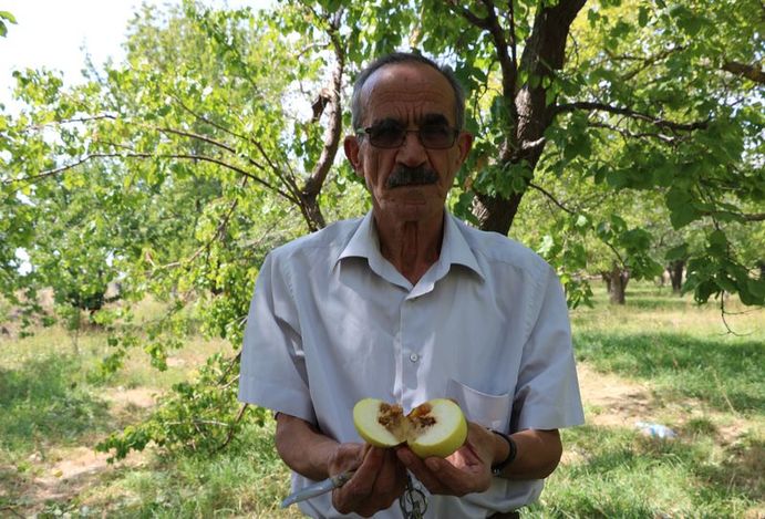 Akdeniz sineği hastalığı Niğde’ye sıçradı