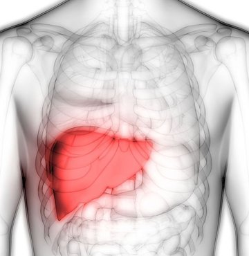 Hem sindirim sistemi hem de metabolizmanın beyni olan karaciğerde oluşabilecek işlev kaybının vücutta pek çok olumsuz etkiye yol açabileceğini belirten Gastroenteroloji Uzmanı Prof. Dr. Murat Akyıldız, çağın hastalığının karaciğer yağlanması olacağını söyledi.