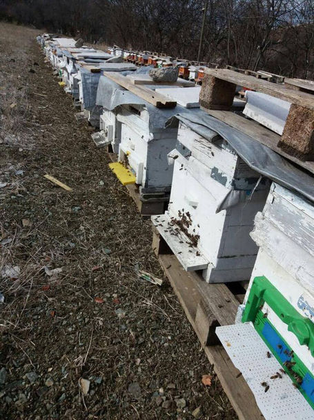 Tokat'ta 'Japon' eşek arıları, bal üreticilerinin kabusu oldu