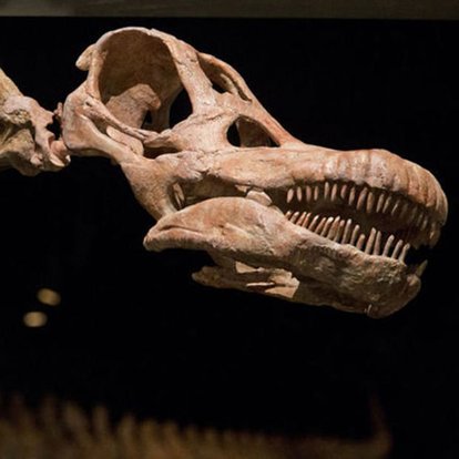 Cin De 80 Milyon Yillik Dinozor Yumurtasi Fosilleri Bulundu