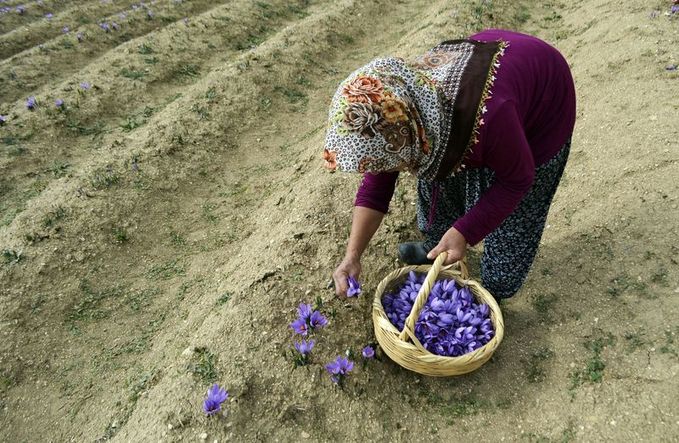 "Mucize bitki" üreticisinin yüzünü güldürdü