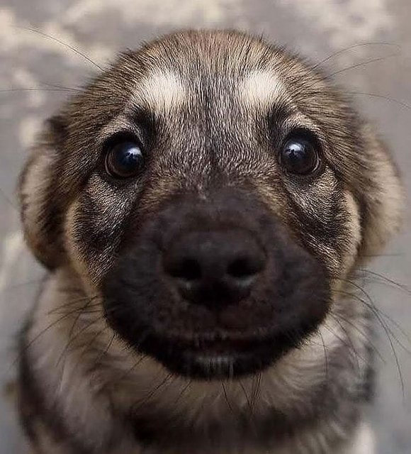 Dünyanın en sevimli köpek yavruları