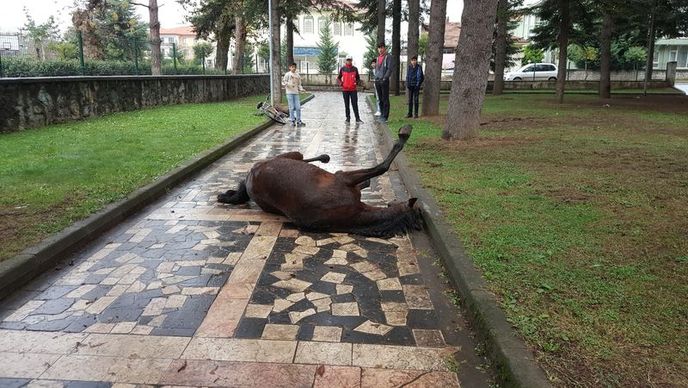 Çocukların çabası kurtarmaya yetmedi...