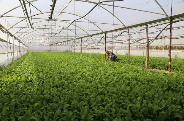 İstanbul'da sofraları Eskişehir "yeşillendiriyor"