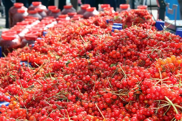 Gilaburunun faydaları bilimsel olarak kanıtlandı
