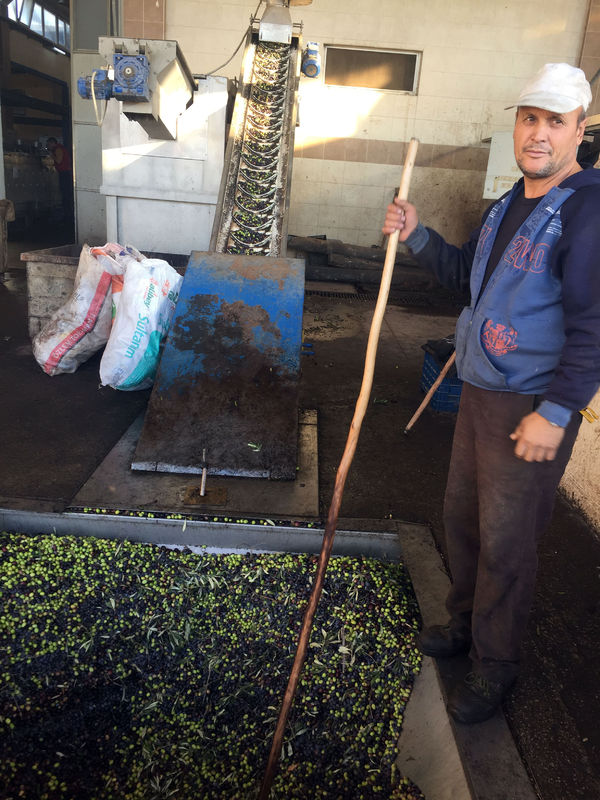 Ayvalık'ta zeytin hasadı coşkusu