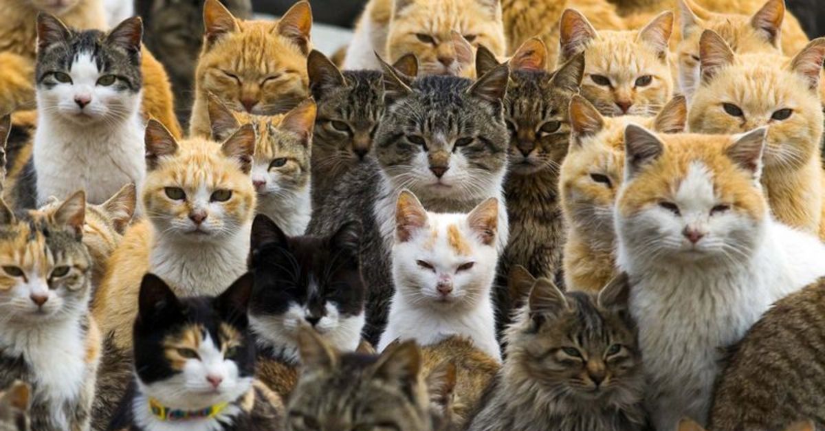 En Cok Kedi Hangi Ulkede Besleniyor En Cok Kedi Besleyen 15 Ulke Yasam Guncel Haberler