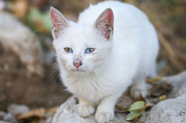 Pin on CAT Turkish van cats, Cat breeds, Cat aesthetic