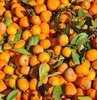 Mandalina