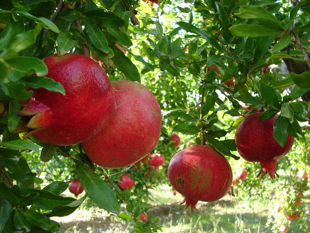 The benefits of the pomegranate