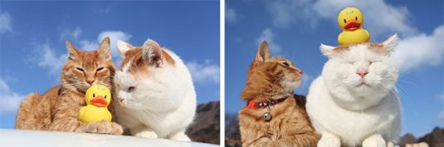 Dünyanın en tembel kedisi Shironeko