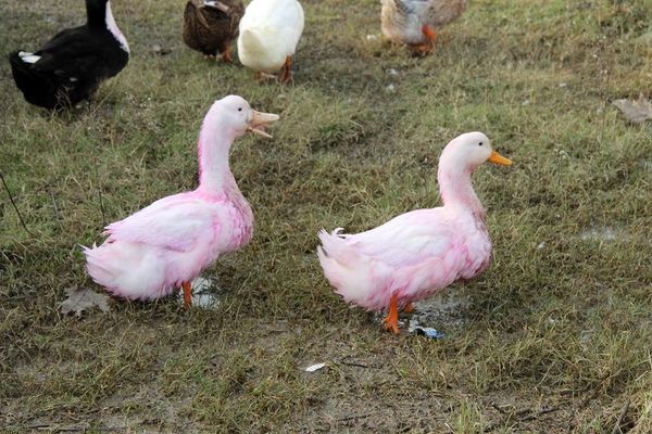 Yalova’da kırmızı su paniği