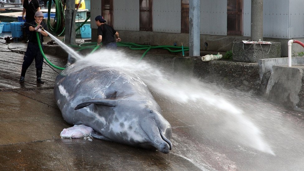 Japonya balina avcılığına neden hâlâ devam ediyor?